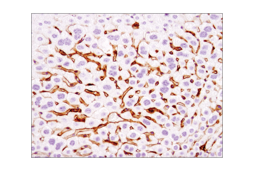 Immunohistochemistry Image 2: VCAM-1 (D2T4N) Rabbit Monoclonal Antibody