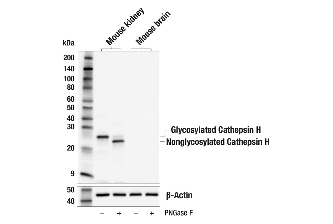 Western Blotting Image 1: Cathepsin H (E6L4W) Rabbit mAb