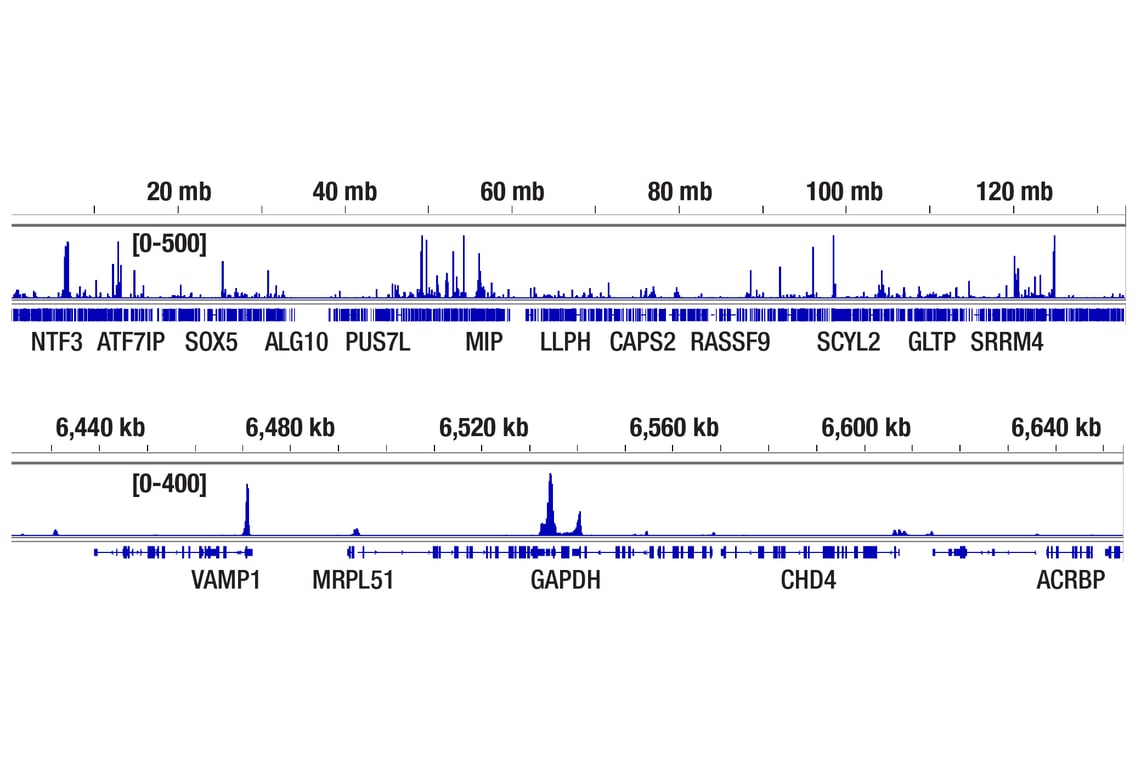CUT & Tag Image 2: TBP (D5C9H) Rabbit Monoclonal Antibody