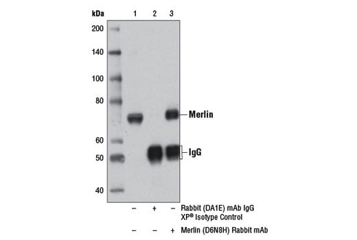Immunoprecipitation Image 1: Merlin (D6N8H) Rabbit Monoclonal Antibody