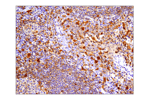 Immunohistochemistry Image 4: IRF-5 (E7F9W) Rabbit Monoclonal Antibody