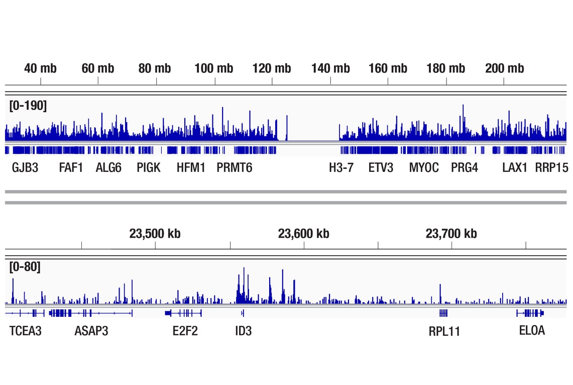 CUT & RUN Image 2: GCN5L2 (C26A10) Rabbit Monoclonal Antibody