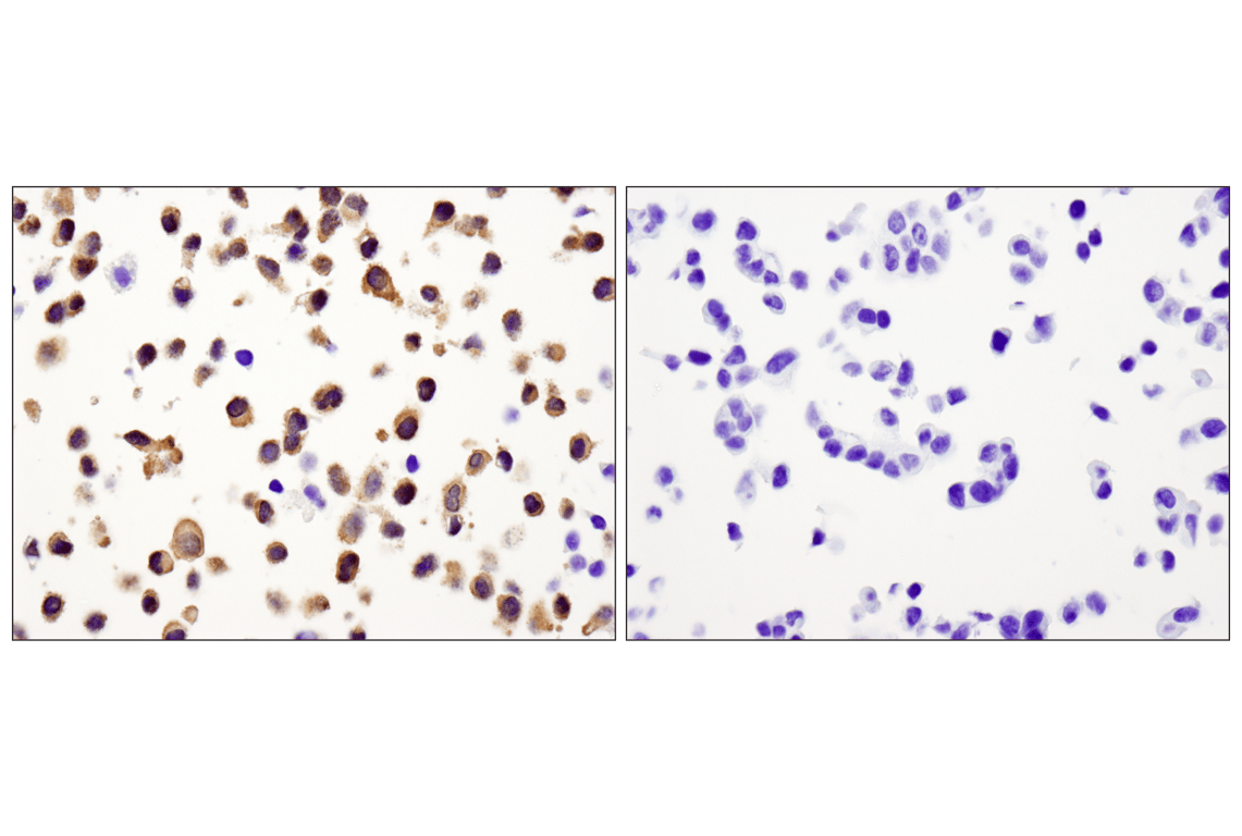 Immunohistochemistry Image 3: Caspase-3 (D3R6Y) Rabbit Monoclonal Antibody (IHC Formulated)
