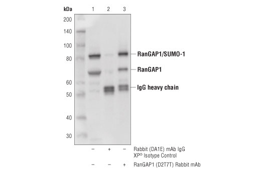 Immunoprecipitation Image 1: RanGAP1 (D2T7T) Rabbit Monoclonal Antibody