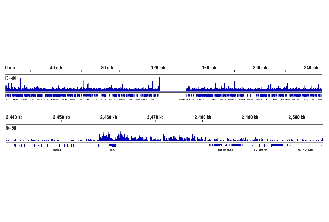 Chromatin Immunoprecipitation Image 2: SS18-SSX (E9X9V) Rabbit Monoclonal Antibody