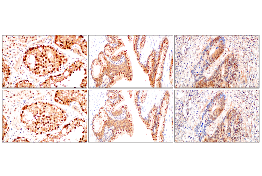 Immunohistochemistry Image 12: CRBN (D8H3S) Rabbit Monoclonal Antibody (BSA and Azide Free)