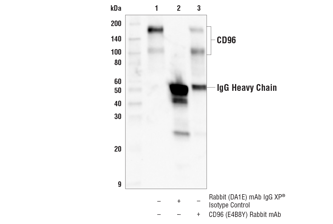 Immunoprecipitation Image 1: CD96 (E4B8Y) Rabbit Monoclonal Antibody