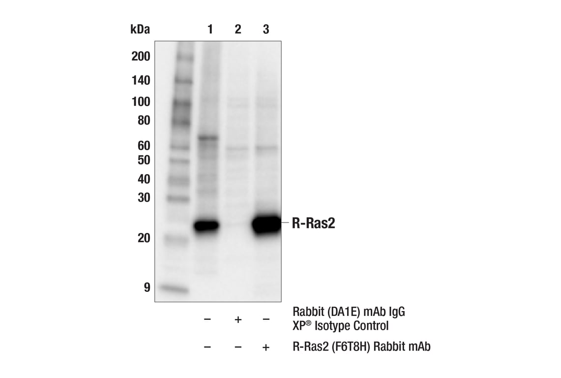 Immunoprecipitation Image 1: R-Ras2 (F6T8H) Rabbit Monoclonal Antibody