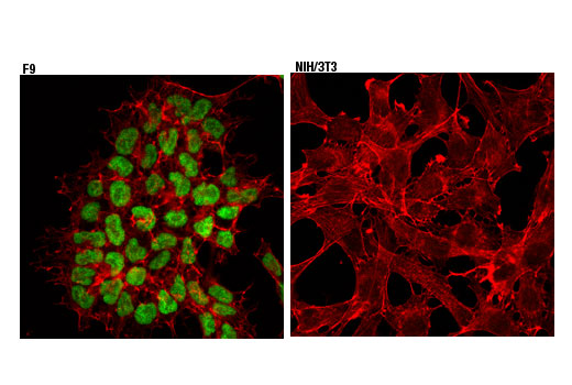Immunofluorescence Image 1: Oct-4A (D6C8T) Rabbit Monoclonal Antibody
