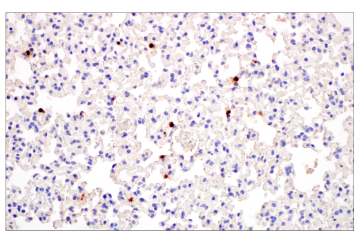 Immunohistochemistry Image 7: Neutrophil Elastase (E8U3X) Rabbit Monoclonal Antibody (BSA and Azide Free)
