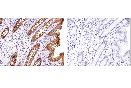 Immunohistochemistry Image 2: Na,K-ATPase alpha1 (D4Y7E) Rabbit Monoclonal Antibody (BSA and Azide Free)