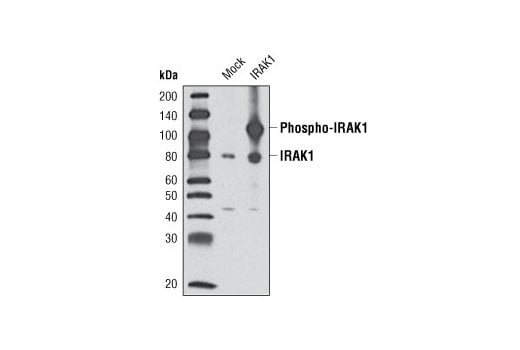 Western Blotting Image 2: IRAK1 (D51G7) Rabbit Monoclonal Antibody (Biotinylated)