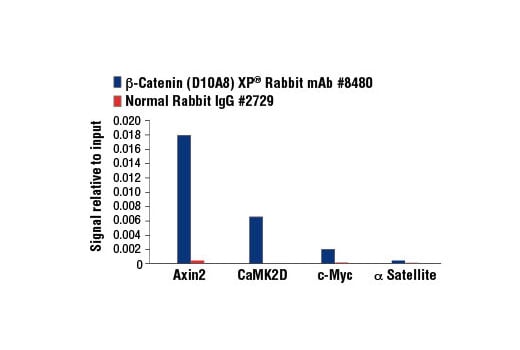 Chromatin Immunoprecipitation Image 3: beta-Catenin (D10A8) Rabbit Monoclonal Antibody