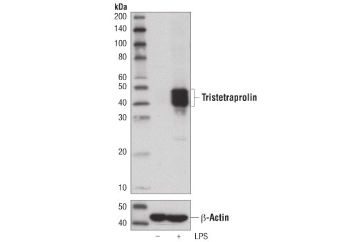 Western Blotting Image 4: Tristetraprolin (D1I3T) Rabbit Monoclonal Antibody