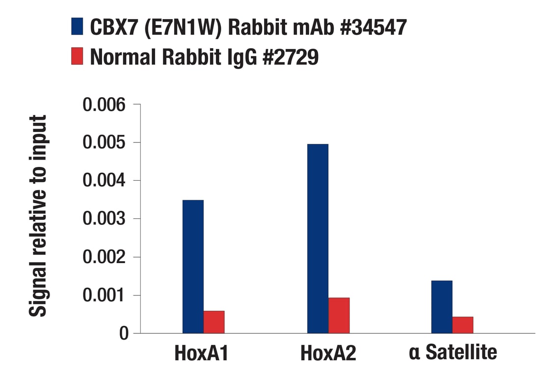 Chromatin Immunoprecipitation Image 1: CBX7 (E7N1W) Rabbit Monoclonal Antibody
