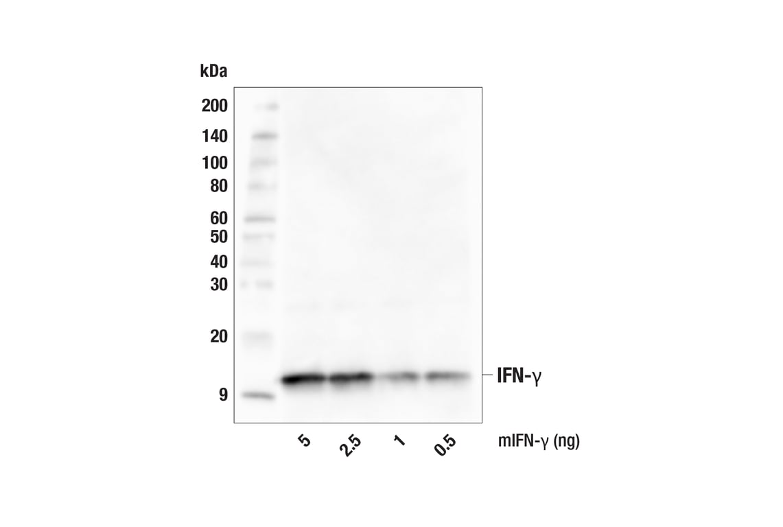 Western Blotting Image 2: IFN-gamma (E3V1X) Rabbit Monoclonal Antibody
