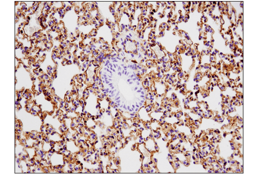 Immunohistochemistry Image 2: VISTA (D5L5T) Rabbit Monoclonal Antibody