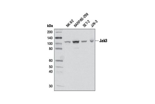 undefined Image 4: Jak Isoform Antibody Sampler Kit