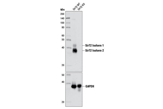Western Blotting Image 2: SirT2 (D4O5O) Rabbit Monoclonal Antibody