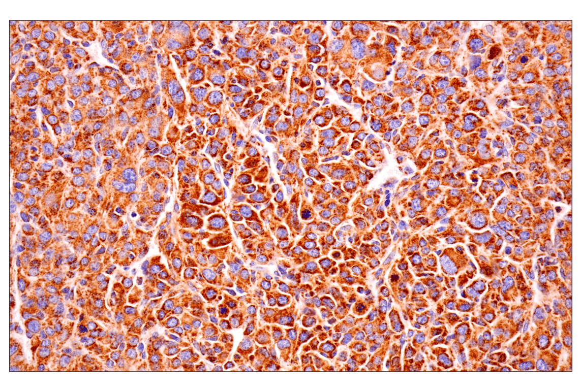 Immunohistochemistry Image 1: TSPO (F5B8F) Rabbit Monoclonal Antibody