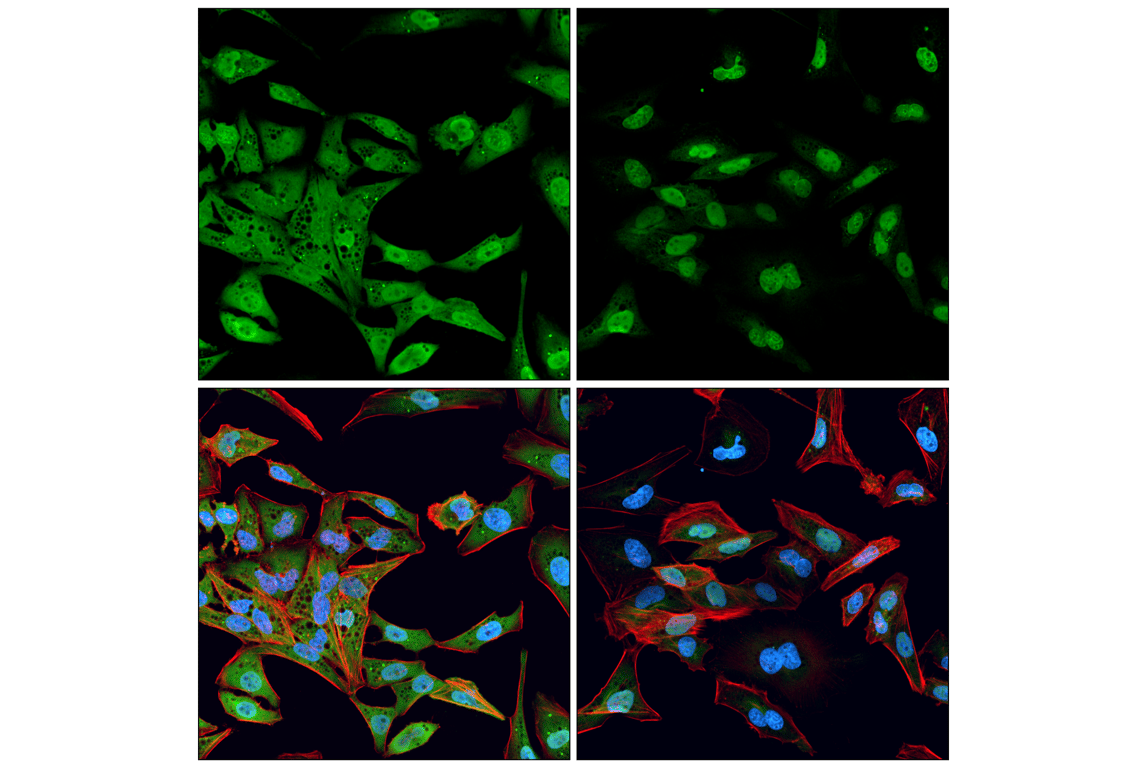 Immunofluorescence Image 1: BAF (E4O8R) Rabbit Monoclonal Antibody
