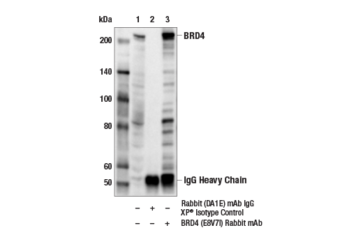 Immunoprecipitation Image 1: BRD4 (E8V7I) Rabbit Monoclonal Antibody