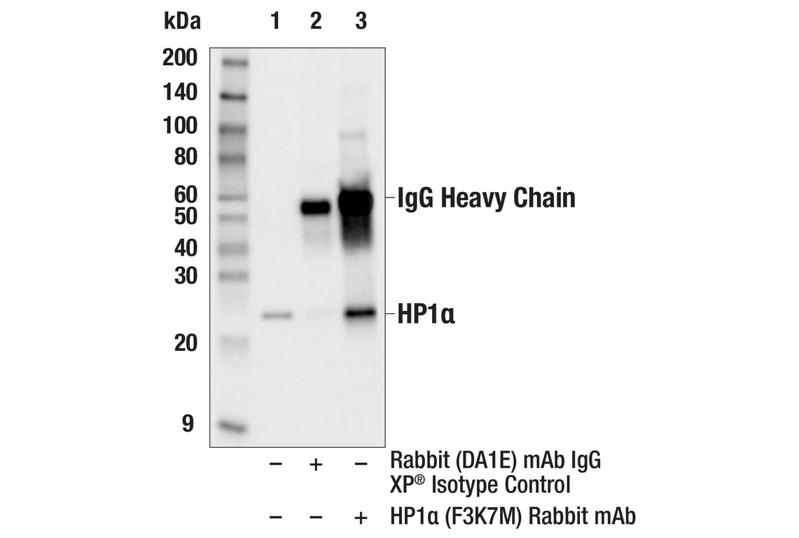 Immunoprecipitation Image 1: HP1 alpha (F3K7M) Rabbit Monoclonal Antibody