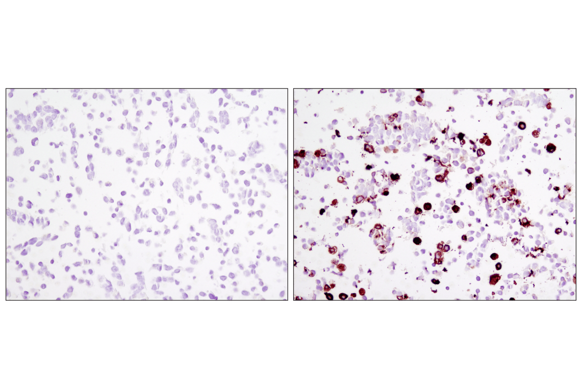 Immunohistochemistry Image 1: DYKDDDDK Tag (9A3) Mouse Monoclonal Antibody (Binds to same epitope as Sigma-Aldrich Anti-FLAG M2 antibody) (BSA and Azide Free)