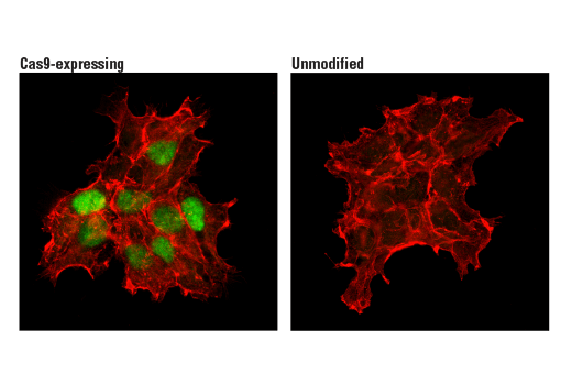 Immunofluorescence Image 1: Cas9 (<i>S. pyogenes</i>) (D8Y4K) Rabbit Monoclonal Antibody