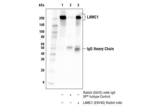 Immunoprecipitation Image 1: LAMC1 (E9V4G) Rabbit Monoclonal Antibody