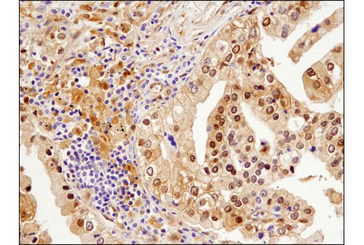 Immunohistochemistry Image 1: beta-Arrestin 1 (D7Z3W) Rabbit Monoclonal Antibody