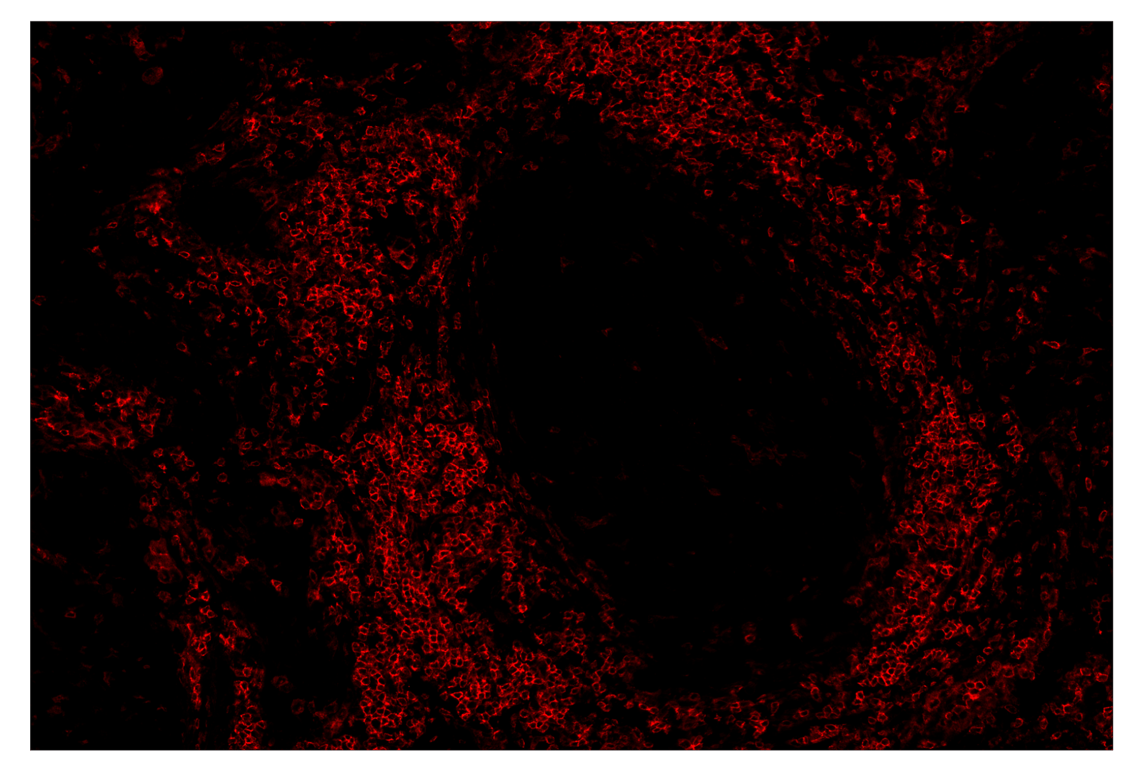 Immunohistochemistry Image 3: CD4 (MSVA-004R) & CO-0071-750 SignalStar<sup>™</sup> Oligo-Antibody Pair