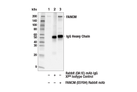 Immunoprecipitation Image 1: FANCM (E5Y9H) Rabbit Monoclonal Antibody