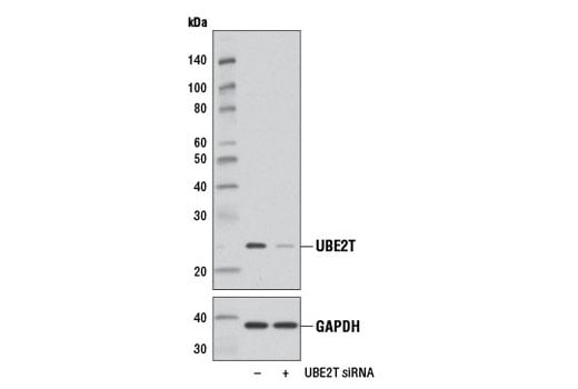 Western Blotting Image 3: UBE2T (D2L7H) Rabbit Monoclonal Antibody