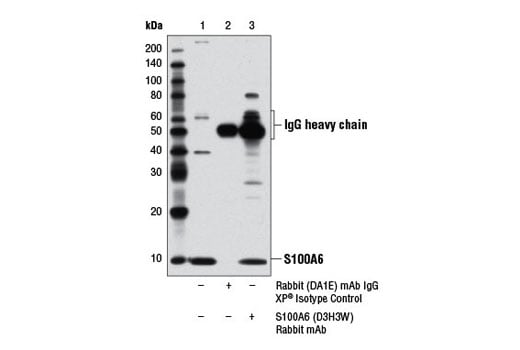 Immunoprecipitation Image 1: S100A6 (D3H3W) Rabbit Monoclonal Antibody
