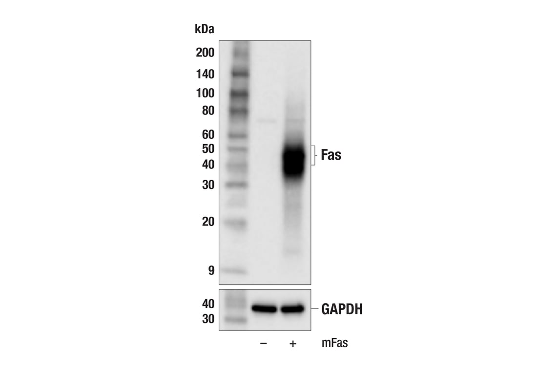 Western Blotting Image 2: Fas (F1R2S) Rabbit Monoclonal Antibody