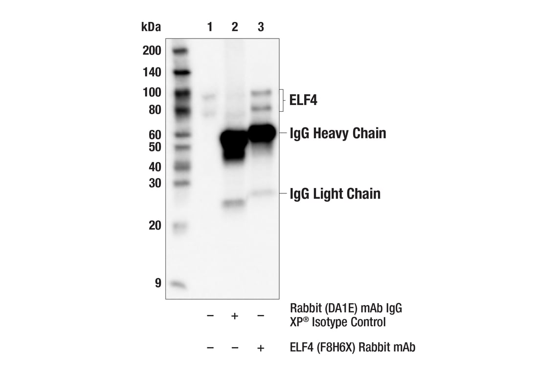 Immunoprecipitation Image 1: ELF4 (F8H6X) Rabbit Monoclonal Antibody