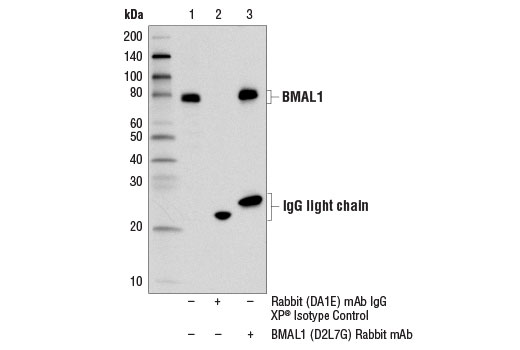 Immunoprecipitation Image 1: BMAL1 (D2L7G) Rabbit Monoclonal Antibody