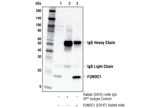 Immunoprecipitation Image 1: FUNDC1 (E2F4T) Rabbit Monoclonal Antibody