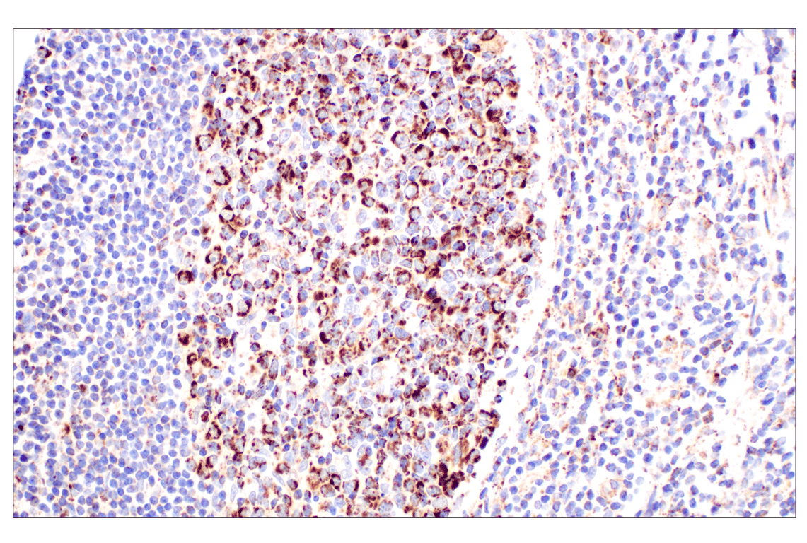 Immunohistochemistry Image 5: GOT2 (F4P3R) Rabbit mAb