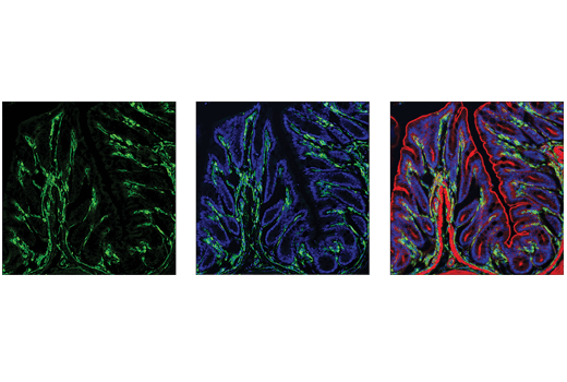 Immunofluorescence Image 1: VISTA (D5L5T) Rabbit Monoclonal Antibody