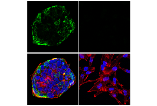 Immunofluorescence Image 1: MUC13 (E6Z1K) Rabbit Monoclonal Antibody