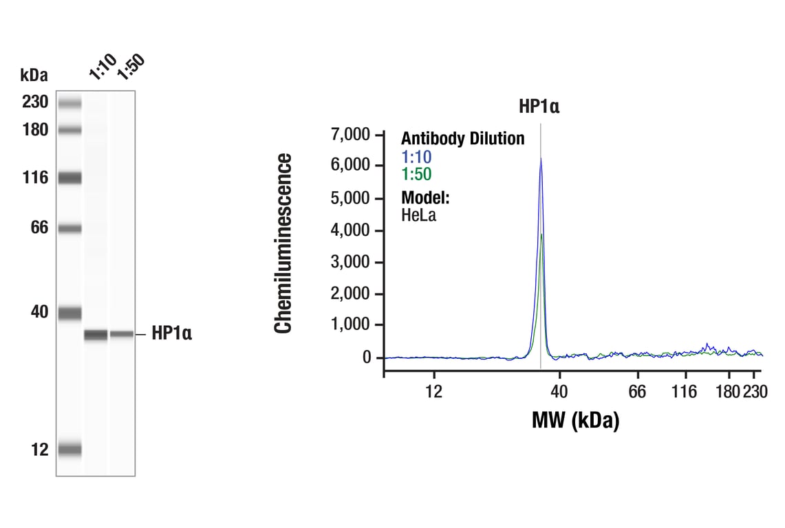 Western Blotting Image 1: HP1 alpha (F3K7M) Rabbit Monoclonal Antibody