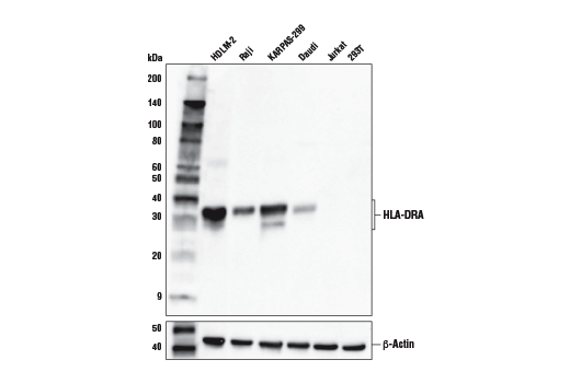 Western Blotting Image 2: HLA-DRA (E9R2Q) XP<sup>®</sup> Rabbit mAb (BSA and Azide Free)