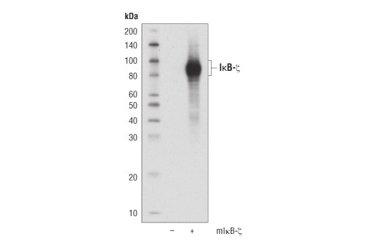 Western Blotting Image 2: IkappaB zeta Antibody