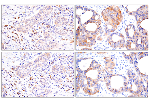 Immunohistochemistry Image 5: cGAS (E5V3W) Rabbit Monoclonal Antibody (BSA and Azide Free)