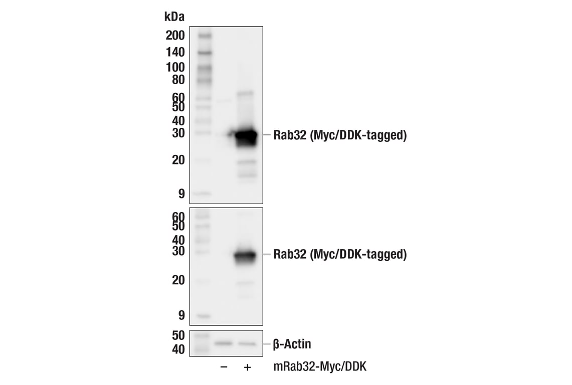 Western Blotting Image 2: Rab32 (F6E5T) Rabbit Monoclonal Antibody