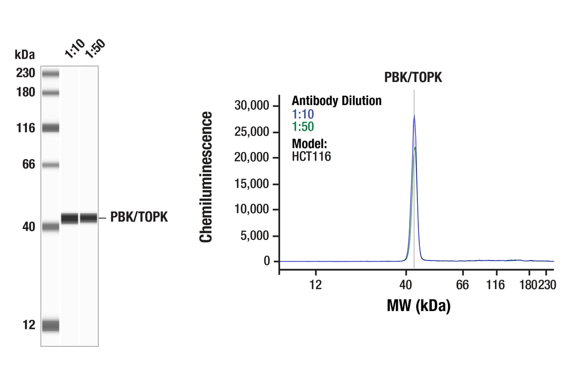 Western Blotting Image 1: PBK/TOPK (F2X2Z) Rabbit Monoclonal Antibody