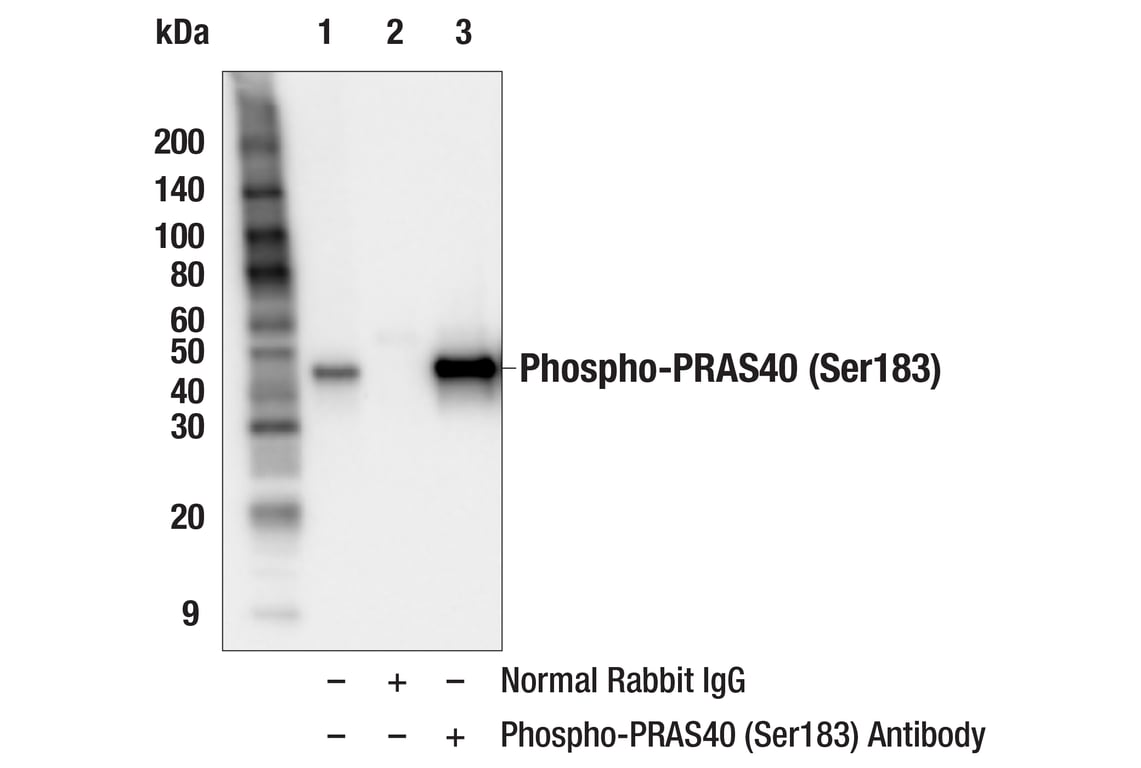 Immunoprecipitation Image 1: Phospho-PRAS40 (Ser183) Antibody