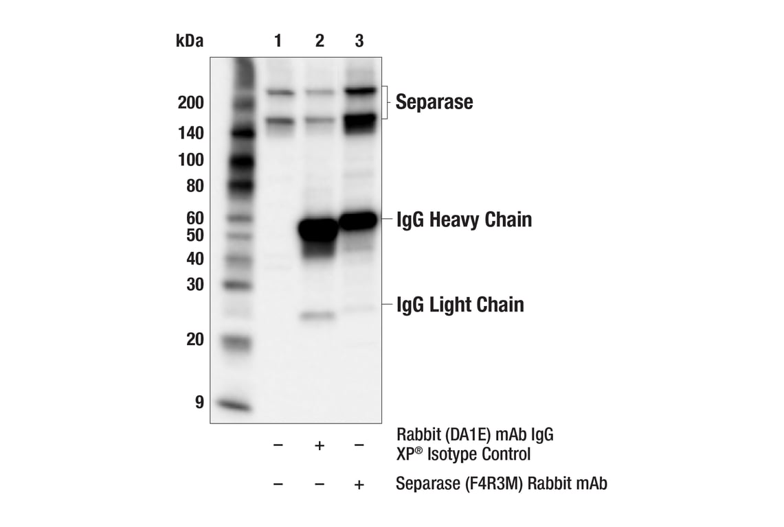 Immunoprecipitation Image 1: Separase (F4R3M) Rabbit Monoclonal Antibody